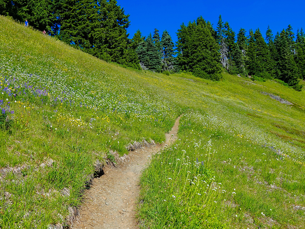 Hiking Trails Image